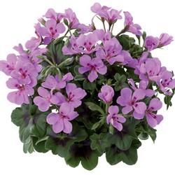 Géranium violet